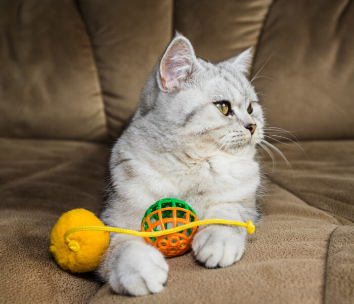 katze mit spielzeug auf coach spielend