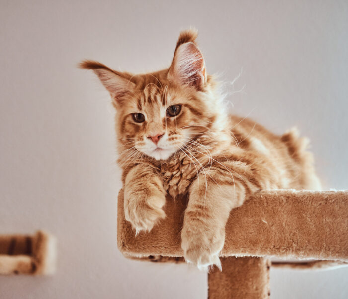 katze auf kratzbaum liegend