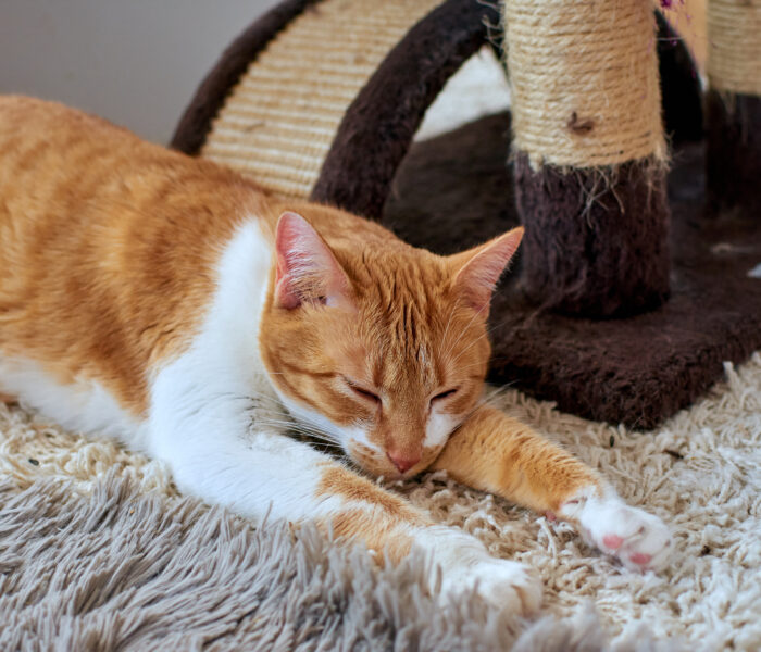 rötliche katze schläft auf teppich