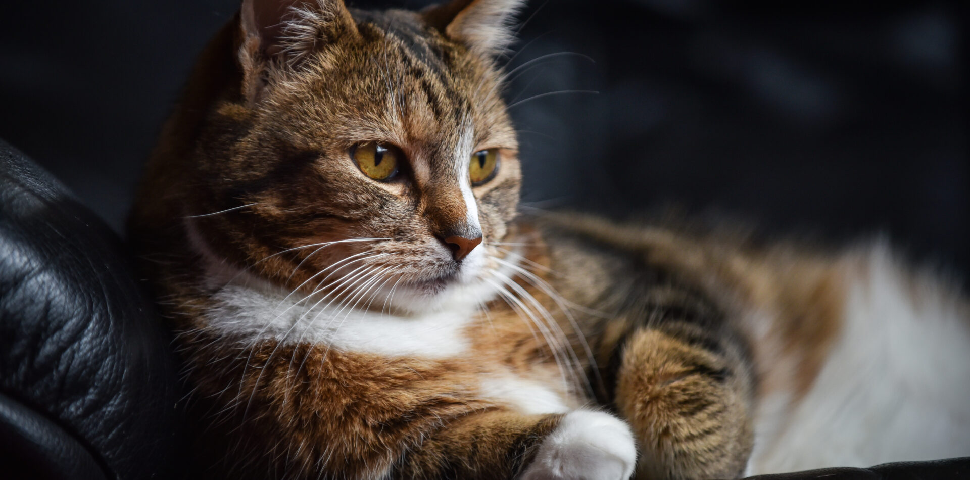 katzensbteilung-kalischko-heimtierbedarf