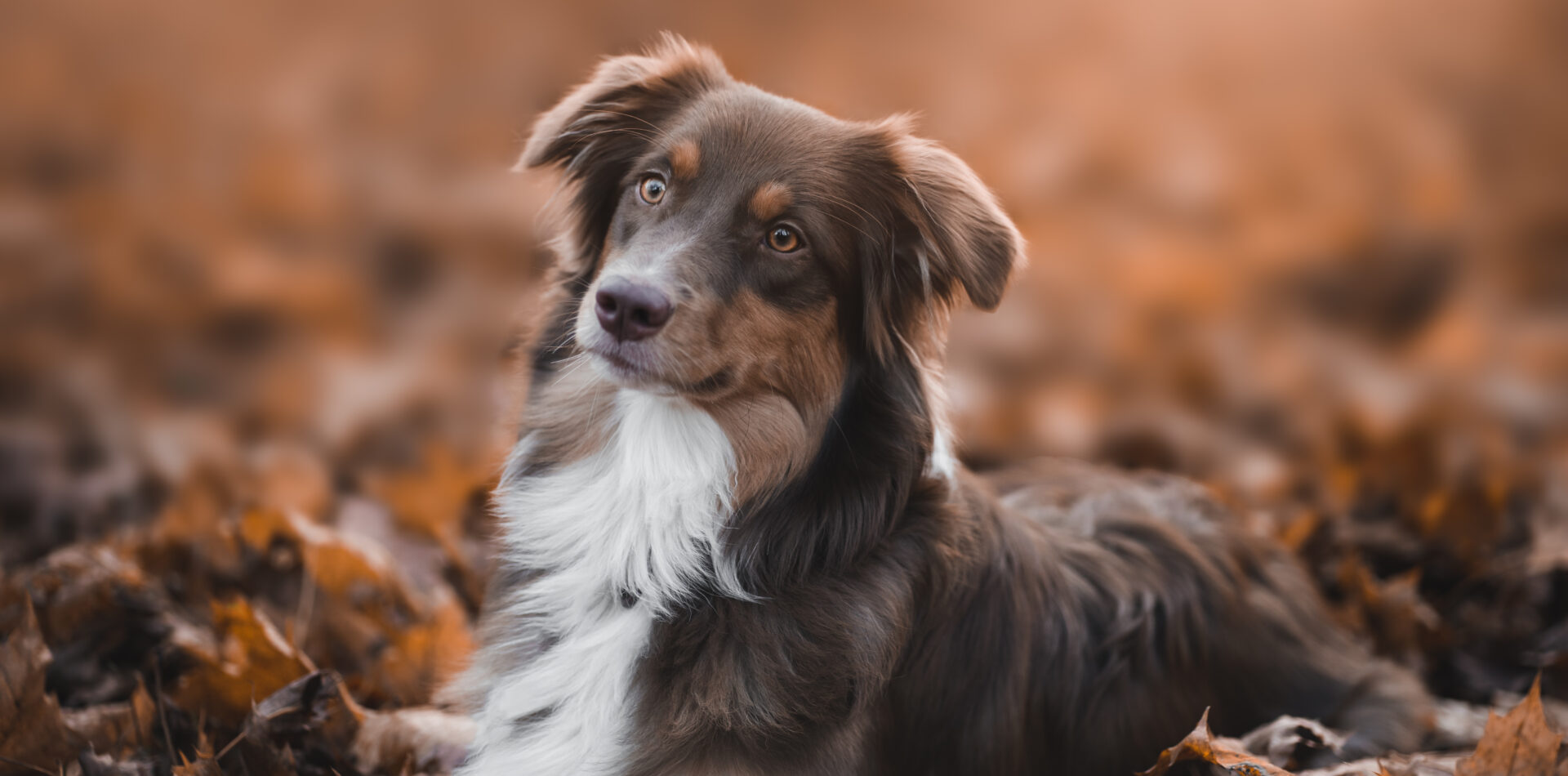 hunde-kalischko-heimtierbedarf