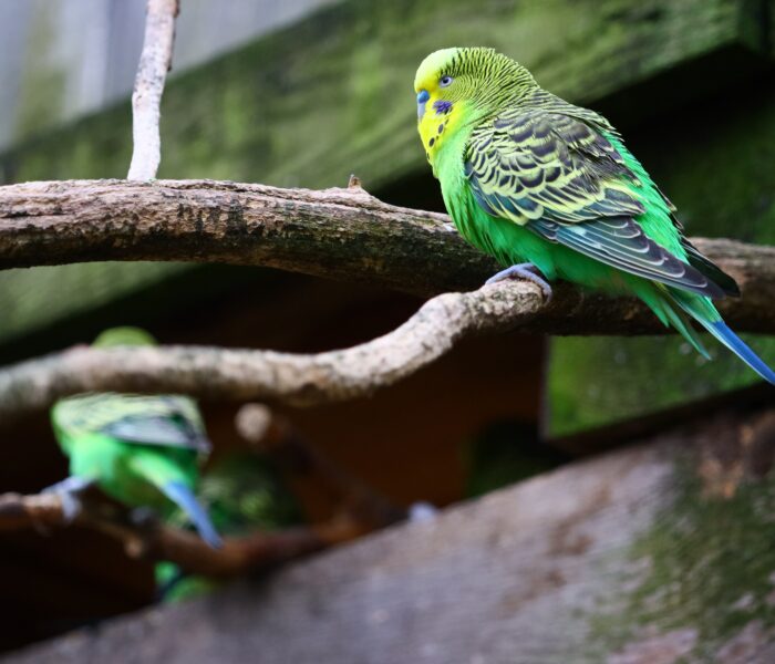 abteilung vögel heimtierbedarf ingolstadt kalischko