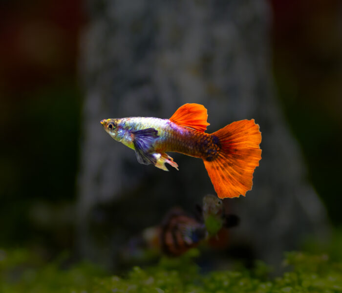 Guppies Süßwasserfische Aquarium Kalischko Ingolstadt