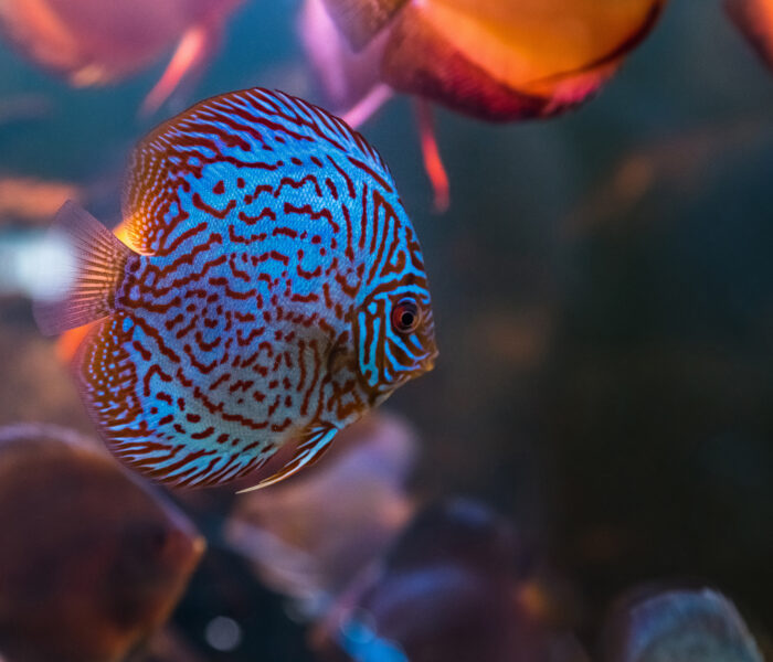 bunter fisch aquarium Kalischko ingolstadt