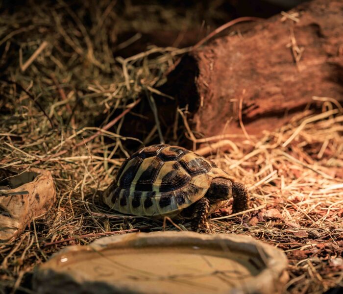 Griechische Landschildkröte Heimtierbedarf Kalischko Ingolstadt