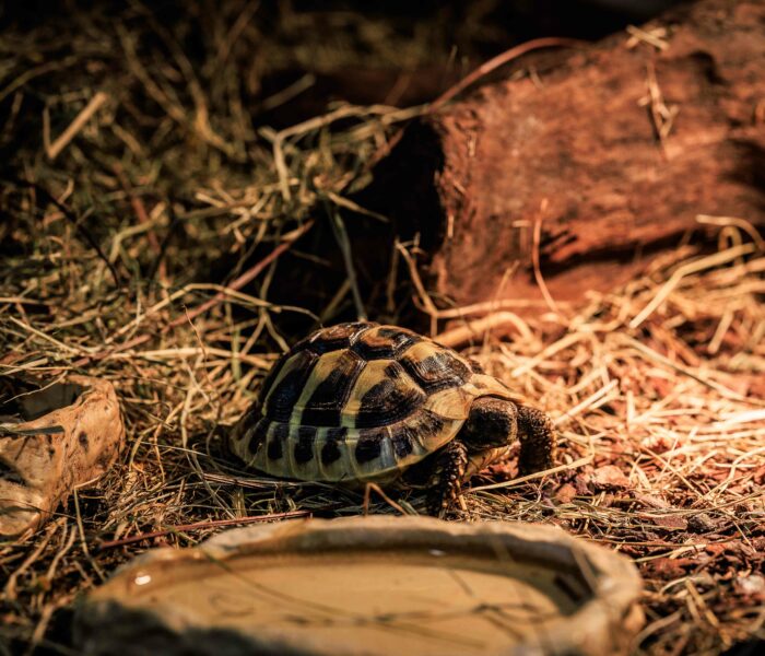 Griechische Landschildkröte Heimtierbedarf Kalischko Ingolstadt