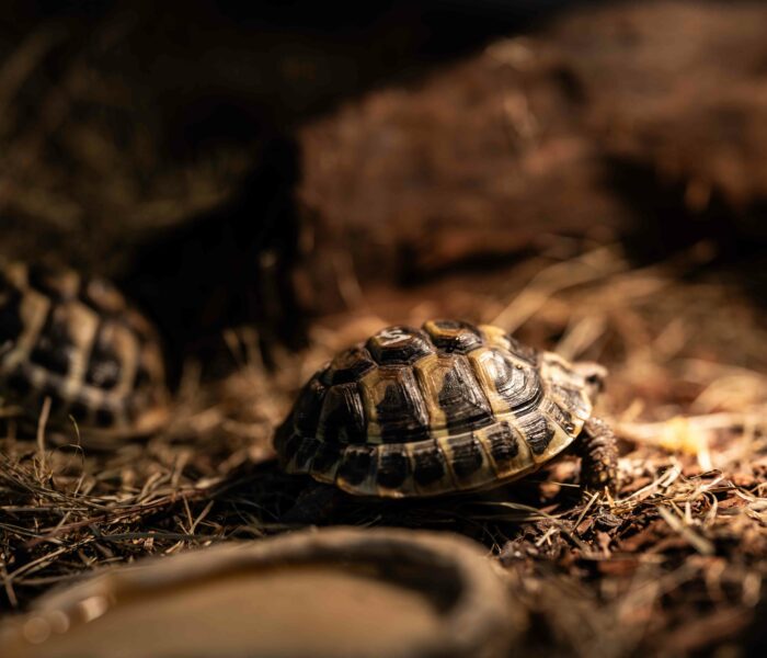 Griechische Landschildkröte Heimtierbedarf Kalischko Ingolstadt