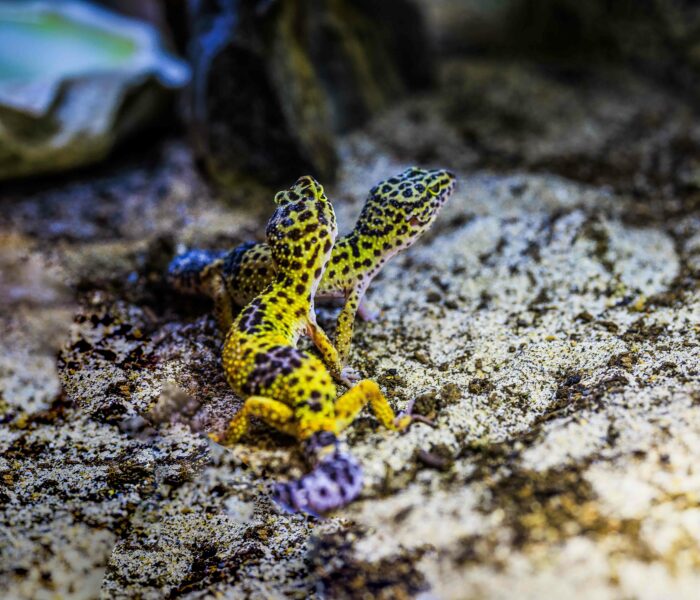 Leopardgecko Heimtierbedarf Kalischko Ingolstadt