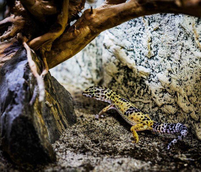 Leopardgecko Heimtierbedarf Kalischko Ingolstadt