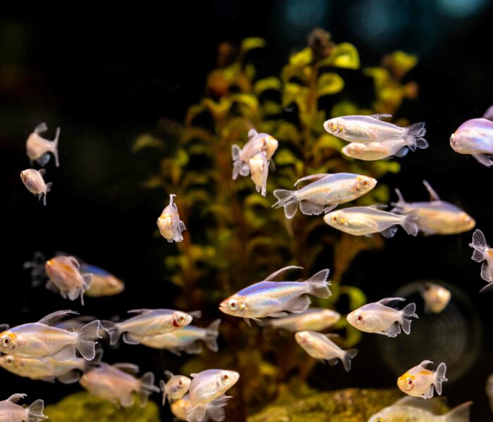 Kongosalmler abteilung aquaristik heimtierbedarf ingolstadt kalischko