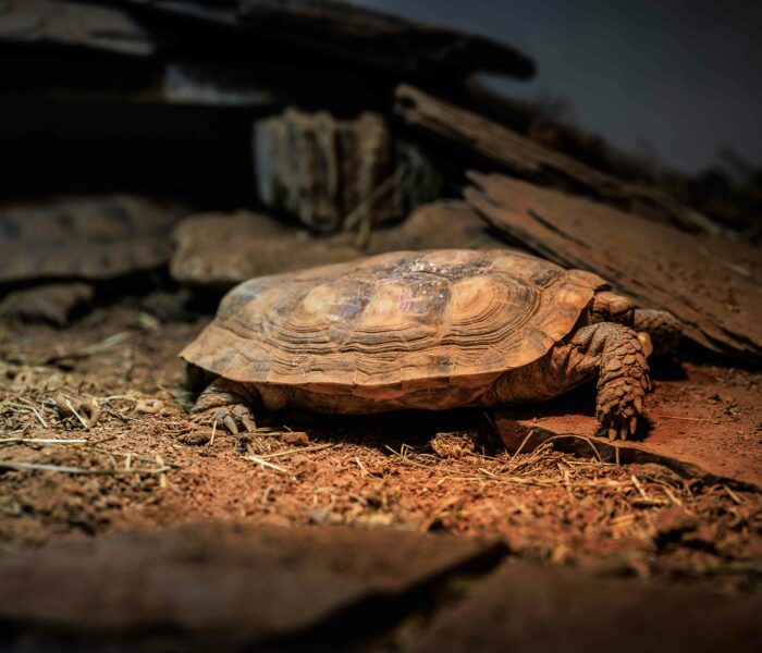 Spaltschildkröte Heimtierbedarf Kalischko Ingolstadt