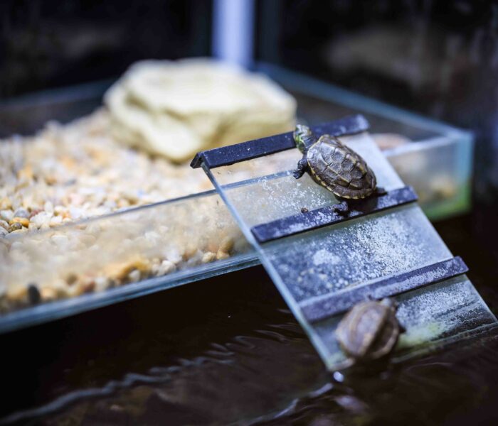 Wasserschildkröte Heimtierbedarf Kalischko Ingolstadt